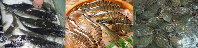 海鲜